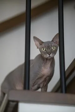 Sphynx cat Stock Photos