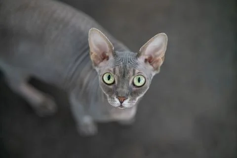 Sphynx cat Stock Photos