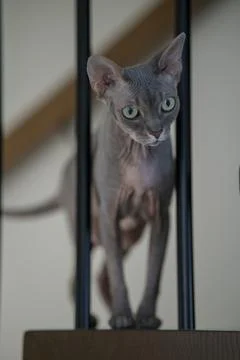 Sphynx cat Foto stock