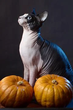 Sphynx cat posing with two pumpkins Halloween still life Stock Photos