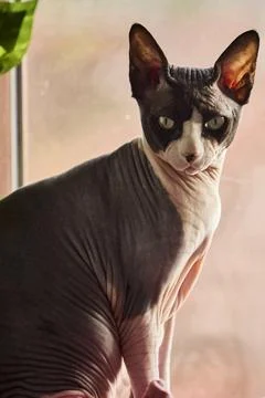 Sphynx cat posing by window with calm gaze Foto stock