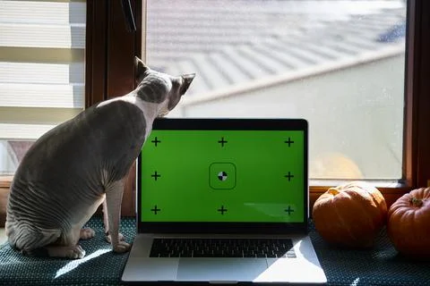 Sphynx cat resting by laptop computer with pumpkins indoors Stock Photos