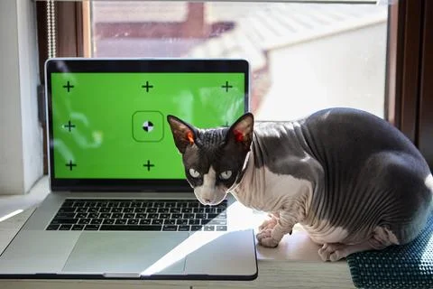 Sphynx cat resting on laptop keyboard near window with pumpkins Stock Photos