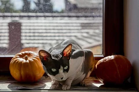 Sphynx cat resting with pumpkins on window sill autumn scene Stock Photos
