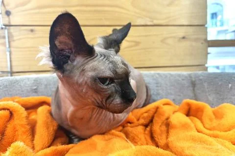Sphynx cat resting on soft orange blanket in cozy wooden interior. Cat with Stock Photos
