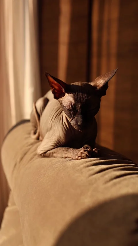 A Sphynx cat rests peacefully on a soft surface, bathed in warm sunlight. Its ey Stock Footage 289218766