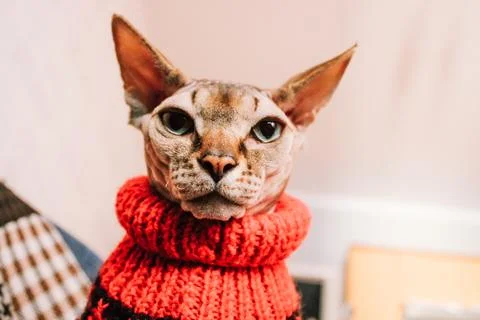Sphynx cat with a serious muzzle looking down A cute feline pet in a red sweater Stock Photos