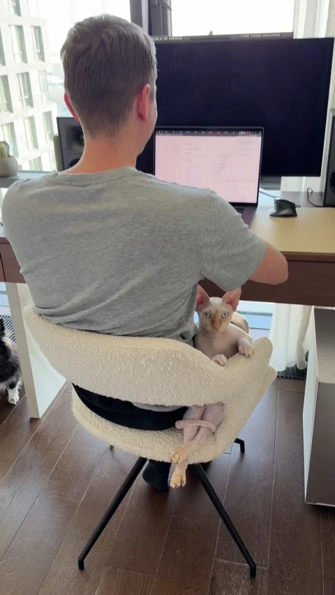 Sphynx Cat Sits Backwards on Chair, Moscow, Russia - 10 Mar 2026 Stock Footage 330669103
