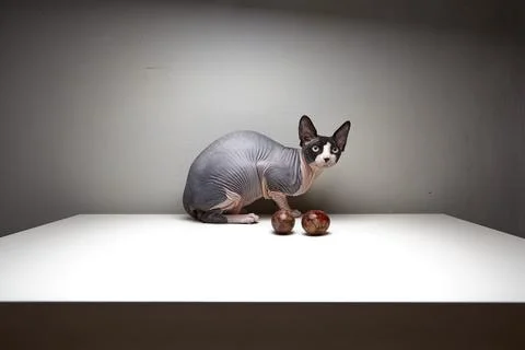 A Sphynx cat sits on a white surface, gazing intently at two brown easter egg Foto stock