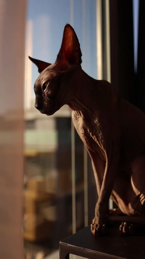 A Sphynx cat sits by a window, bathed in warm sunlight that highlights its uniqu Stock Footage 289218841