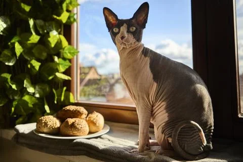 Sphynx cat sitting by bread rolls on window ledge Foto stock