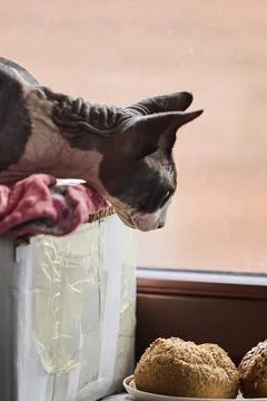 Sphynx cat sitting by window with bread on sill Foto stock