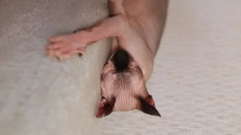 Sphynx cat sleep on the bed, portrait. Sphynx in the home interior. Stock Footage 280388369