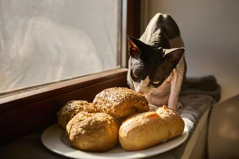 Sphynx cat smelling bread rolls on windowsill Stock-Fotos