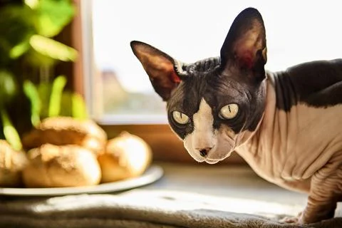Sphynx cat sniffing bread rolls with sunlight Foto stock
