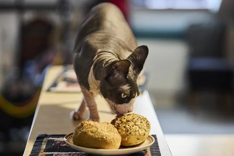 Sphynx cat sniffing bread rolls on kitchen table Stock Photos