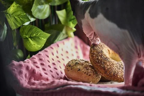 Sphynx cat sniffing bread rolls on pink blanket Stock Photos