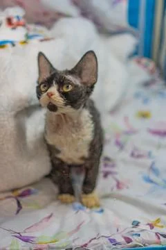 A Sphynx cat stands on a patterned cushion, showcasing its unique hairless .. Stockfoto's
