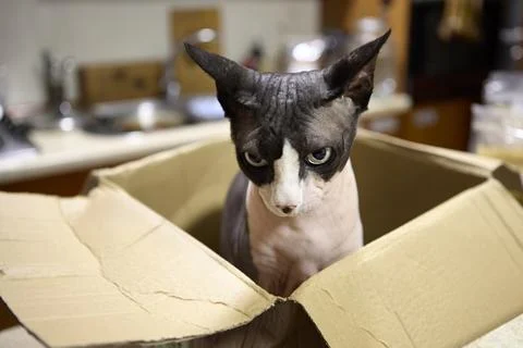 Sphynx cat staring directly at camera from box Stock Photos