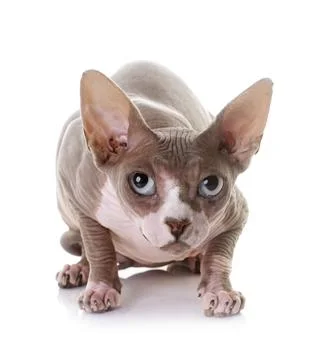 Sphynx cat in studio 스톡 사진