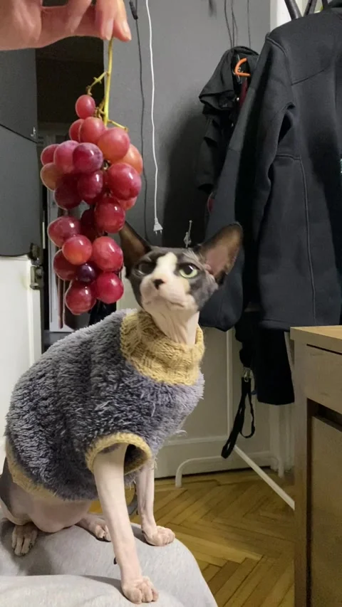 Sphynx cat in sweater looking up at grapes held above its head Stock Footage 315074169