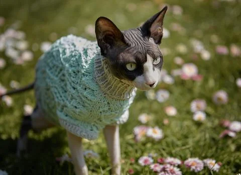 Sphynx Cat in Sweater Posing Among Flowers Stock Photos