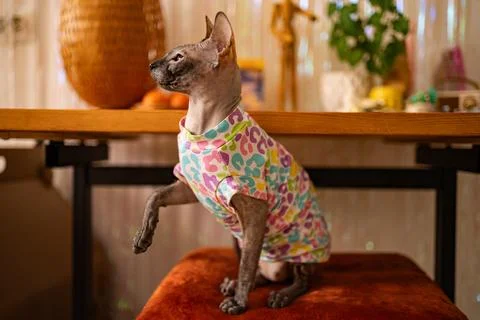 Sphynx cat wearing a colorful patterned shirt, sitting alertly on a stool Stock Photos