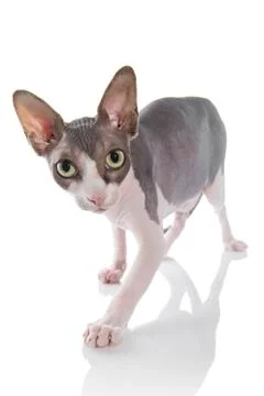 Sphynx cat on white background Stock Photos