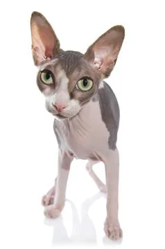 Sphynx cat on white background Stock Photos