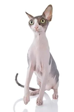 Sphynx cat on white background Stock Photos