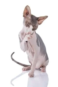 Sphynx cat on white background Stock Photos