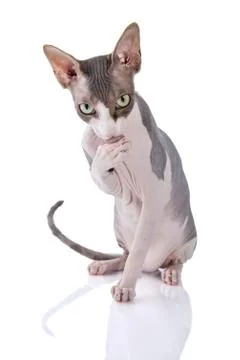 Sphynx cat on white background Stock Photos