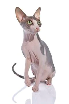 Sphynx cat on white background Stock Photos