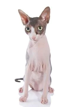Sphynx cat on white background Stock Photos