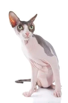 Sphynx cat on white background Stock Photos