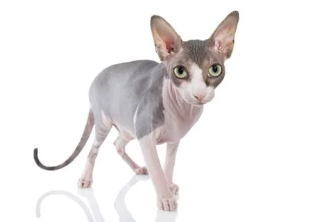 Sphynx cat on white background Stock Photos