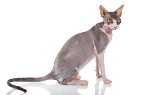 Sphynx cat on white background Stock Photos