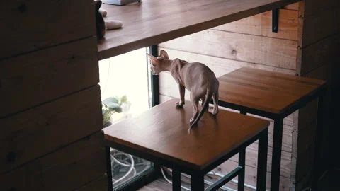 Sphynx Cat by the Window Stock Footage 293166685