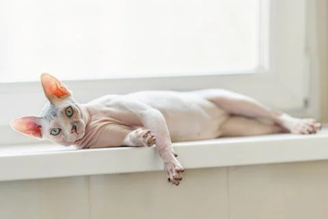 Sphynx cat on a window Foto stock
