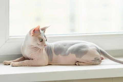 Sphynx cat on a window Stock Photos