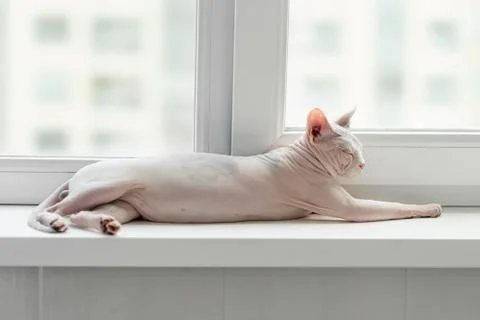 Sphynx cat on a window Foto stock