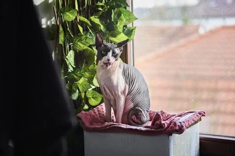 Sphynx cat on window sill looking outside Stock Photos