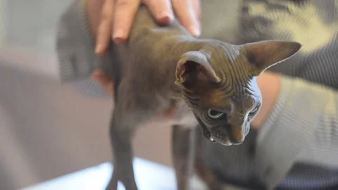 Sphynx cat.Exhibition 스톡 동영상 75805206
