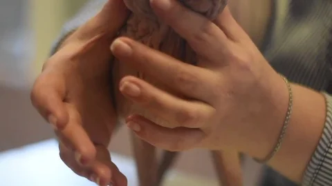 Sphynx cat.Exhibition 스톡 동영상 75805367