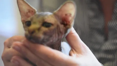 Sphynx cat.Exhibition Stock Footage 75819262