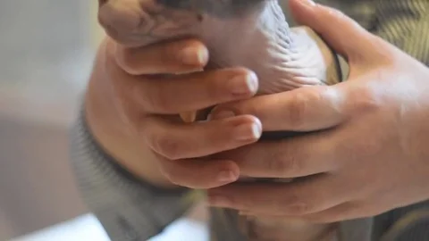 Sphynx cat.Exhibition Stock Footage 75819280