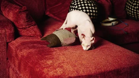 Sphynx Cat's Adorable Sofa Hideout Surprise Vidéo 307170157