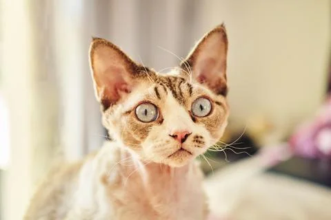 Sphynx Devon Rex cat close-up. Portrait of a pet. Stock Photos