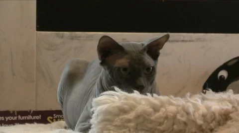 Sphynx 動画素材 919381