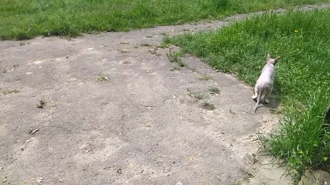 A Sphynx, a hairless cat outside, cautiously approaches the grass and sniffs it Video stock 320236853